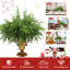 12 branches de pin artificiel Norfolk pour Noël-105077142