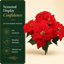 Arbuste de poinsettia rouge de 20 pouces, 7 fleurs, fleurs en soie réalistes, décoration des Fêtes, utilisation intérieure / extérieure, décorations florales de Noël, présentation de maison, bureau et événement, 2 pièces