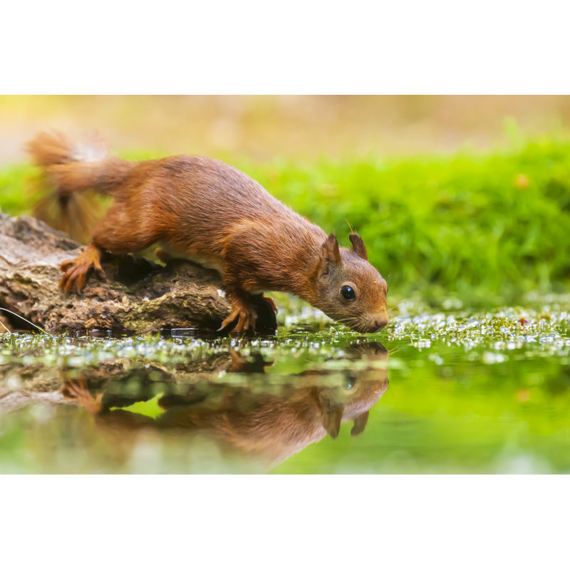 Eurasian Red Squirrel by Sander Meertins - Wrapped Canvas Print, 51cm H x 76cm W