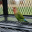 Cage à oiseaux avec perroquet en métal 65 "avec plateau de jeu, tasses et perchoirs pour plusieurs oiseaux-140914130