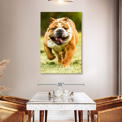 Chien de course Brampt