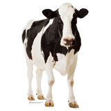 Cow Life-Size Cardboard Stand-Up