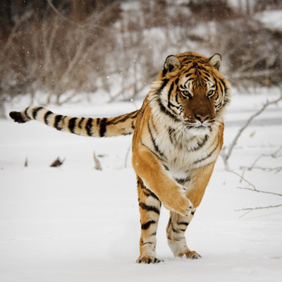 Tiger Jumping - Wrapped Canvas Print