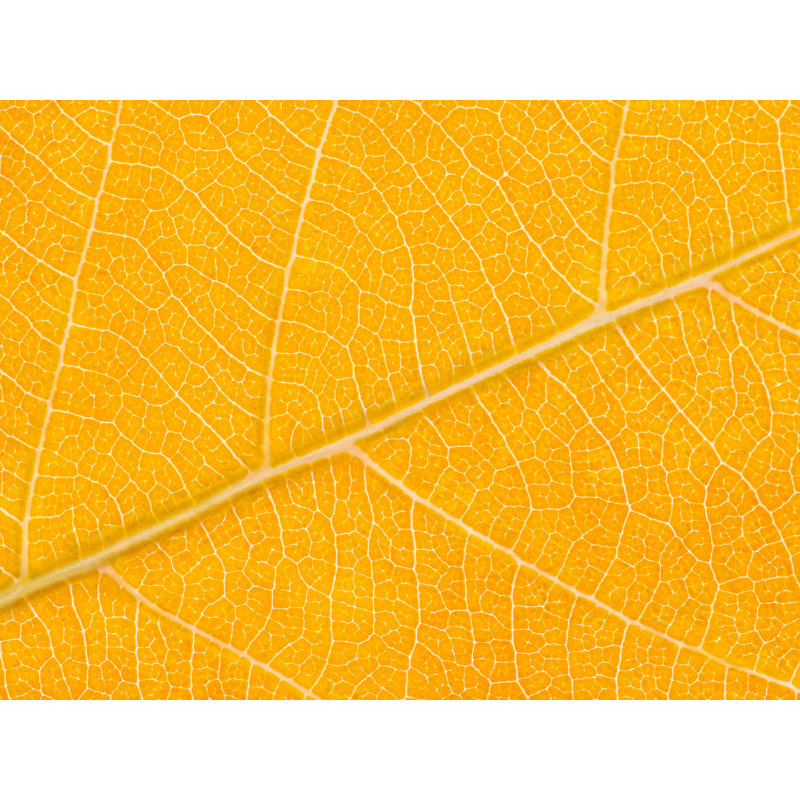 Feuille d'automne par Philippe Moisoux - impression, H 25 po x l 33 po, Toile avec cadre noir