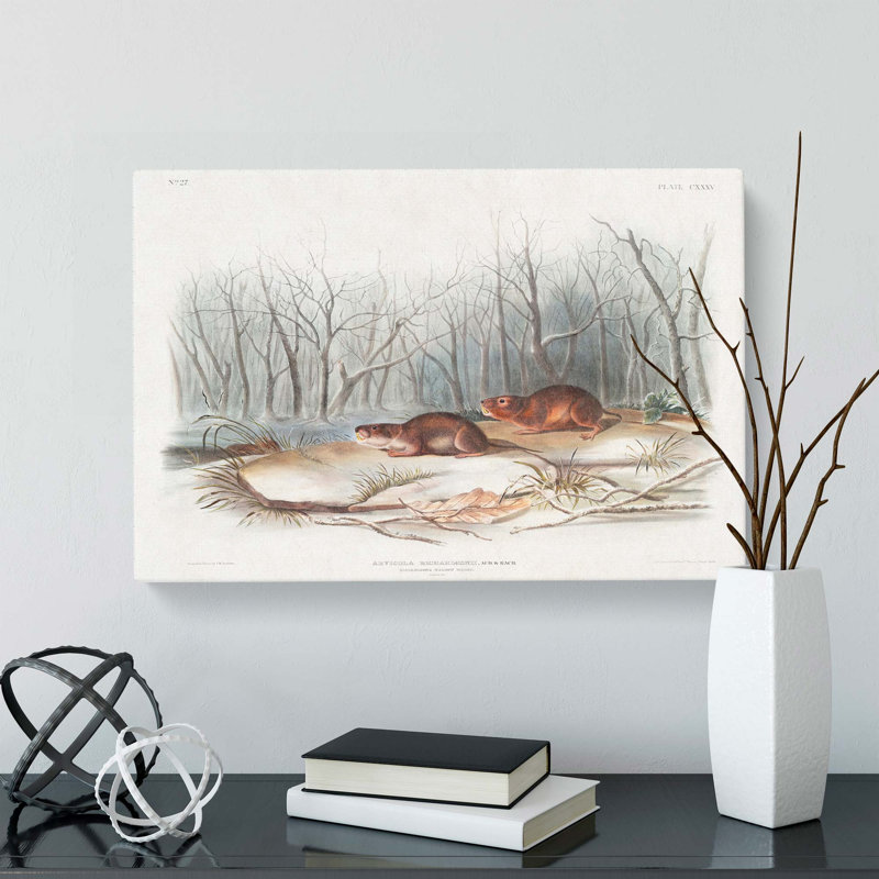 Meadow Mouse by J.W. Audubon - Wrapped Canvas Painting, 35cm H x 50cm W x 3cm D