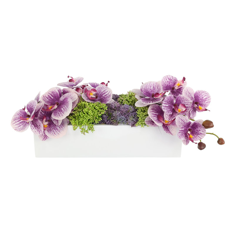 Orchid and Sedum Arranged in Fiberstone Planter, Purple, 8" H x 22" W x 13" D