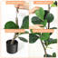 183cm Plant