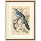 Long - Tailed Fly Catcher Print