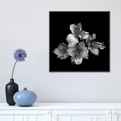 « alstoemeria ii, b&w » par magda indigo, impression sur toile