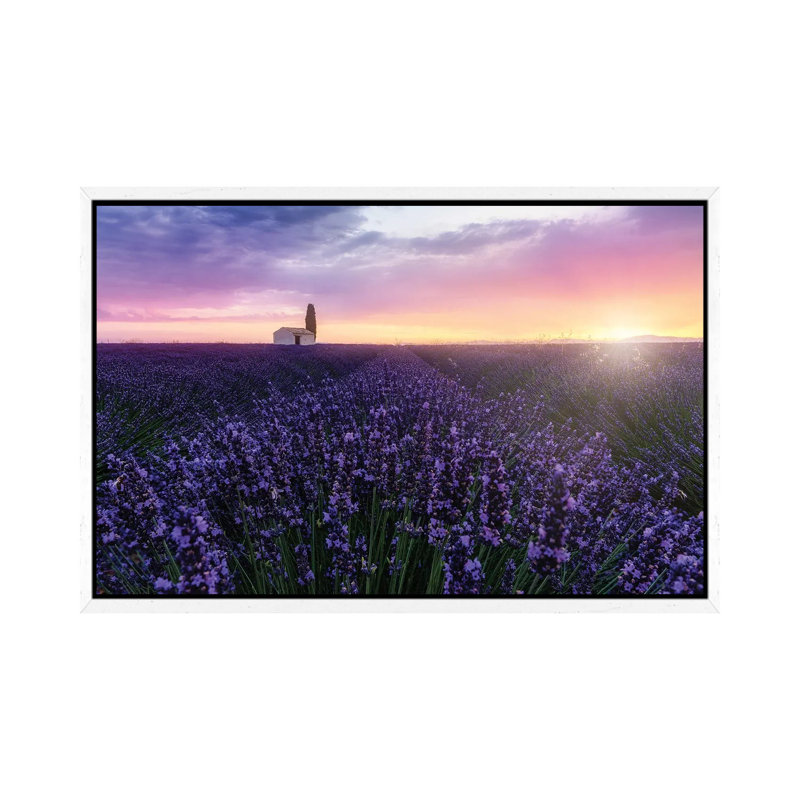 Bees At Sunrise by Fabio Antenore - Print on Canvas, 101.6 cm H x 66.04 cm W, White Framed