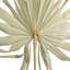 Palm Plant