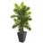 Areca Palm Tree in Slate Finished Planter