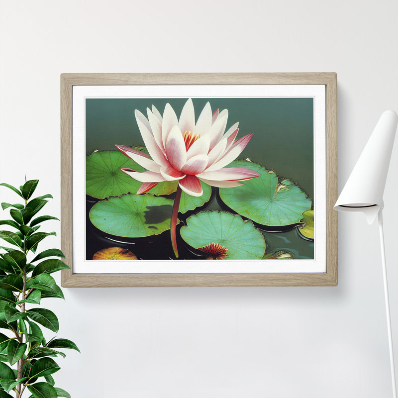 Serene Water Lily Flower - Framed Print, 46cm H x 64cm W x 2cm D, Oak