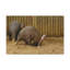 Art mural Aardvark creusant dans le sol-1120736751