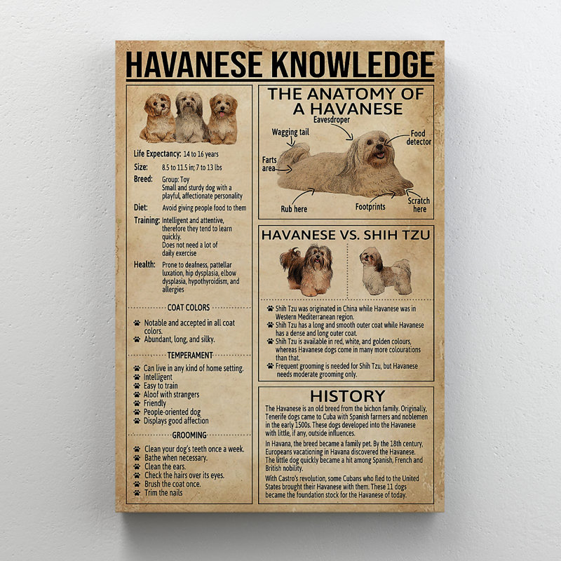 «Connaissances sur les chiens - Connaissances havanaises», reproduction d'art graphique sur toile tendue