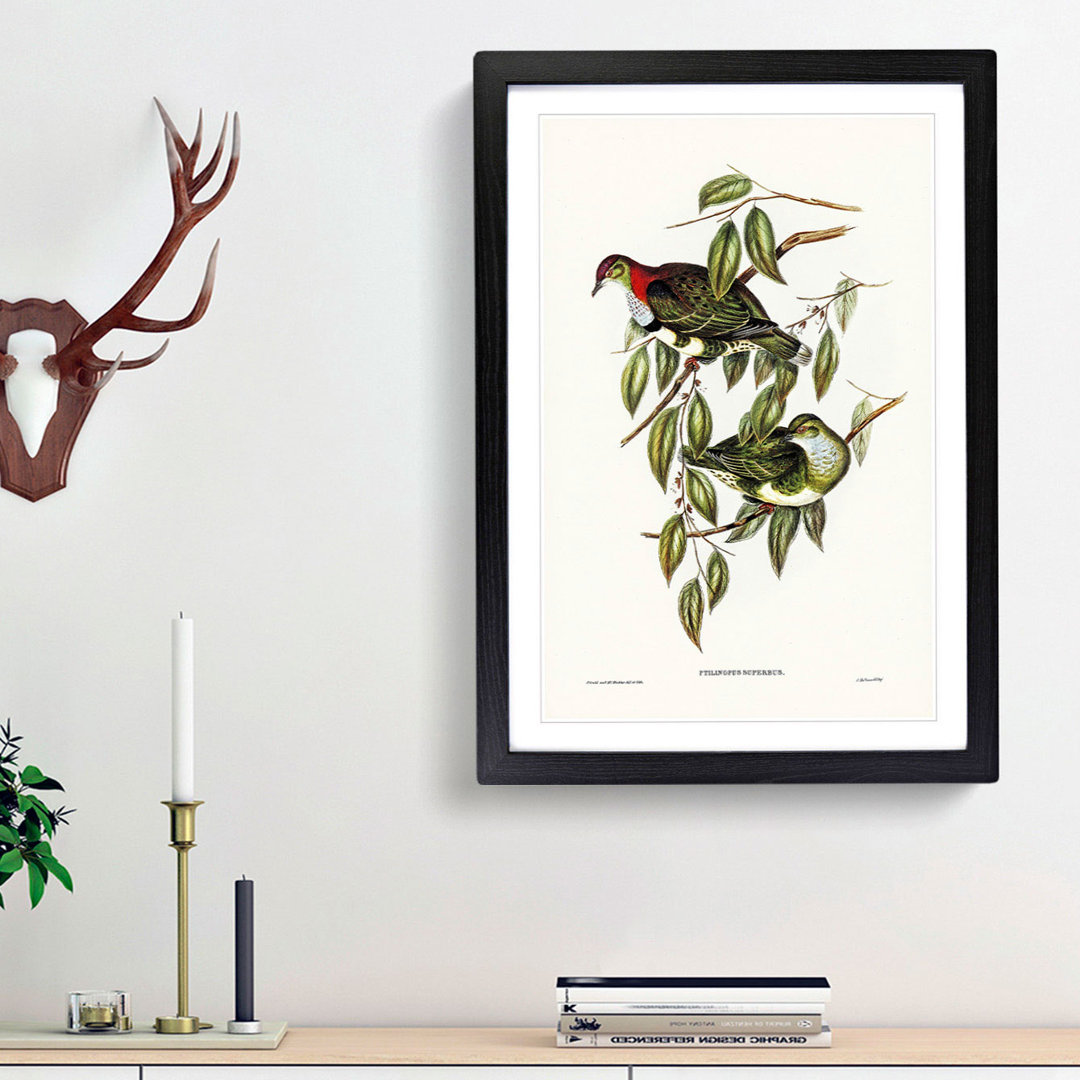Superb Fruit Pigeons by Elizabeth Gould - Picture Frame Art Prints
