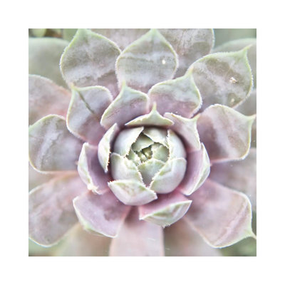 Succulent Glow I 1 Piece Wrapped Canvas Wall Art