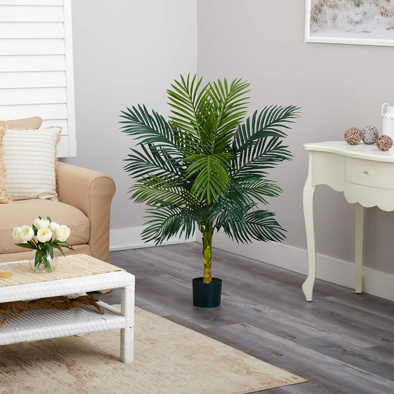 Sansevieria avec jardinière noire et jardin de 4 pi Palmier Golden Cane
