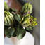 Green King Protea 23.5"-386055599