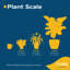 Calathea ''Network'' in Ceramic Planter