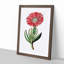 Red Marigold Flower - Picture Frame Painting Print-55598003-55598004