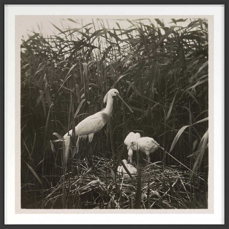 Coastal Birds 1 Print by THE Studio