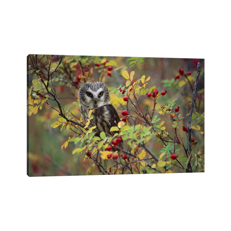 Northern Saw-Whet Owl Perching In A Wild Rose Bush, British Columbia, Canada II by Tim Fitzharris - Wrapped Canvas Print