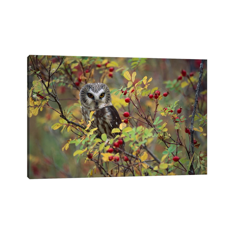 Northern Saw-Whet Owl Perching in a Wild Rose Bush, British Columbia, Canada II 1 Piece Wrapped Canvas Wall Art