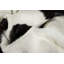 Tapis vache area black Shorehamby