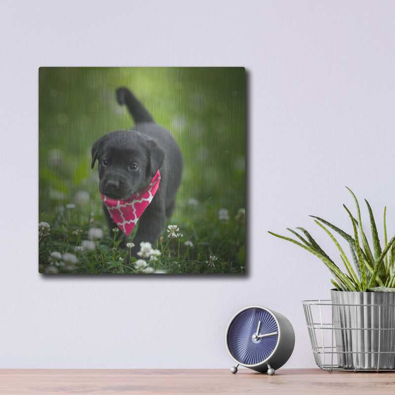 «Black Lab Pup 3» par Jonathan Ross, H 12 po x l 12 po