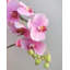 Pink Flowering Phalaenopsis Orchid 34"-1842742665-1842742664