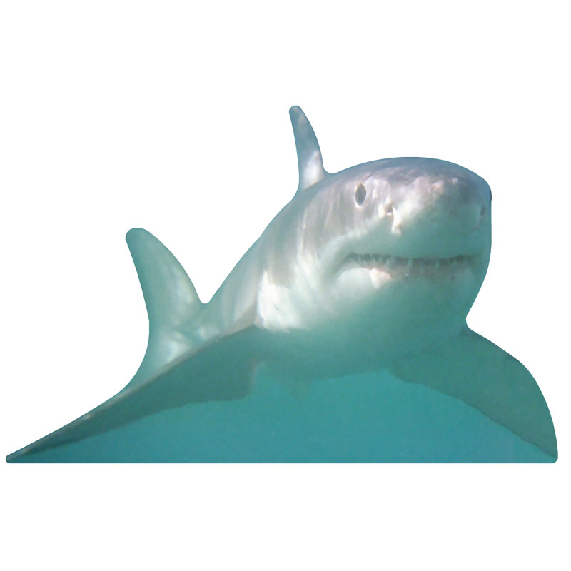 Shark Facing Forward Cardboard Standup