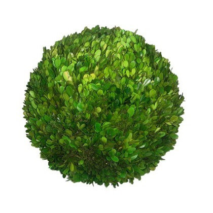 PRESERVED BOXWOOD BALL