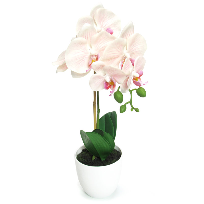 Centres de table orchidées phalaenopsis en pot, Rosé / pêche / vert, H 17 po x l 8,5 po x P 6 po