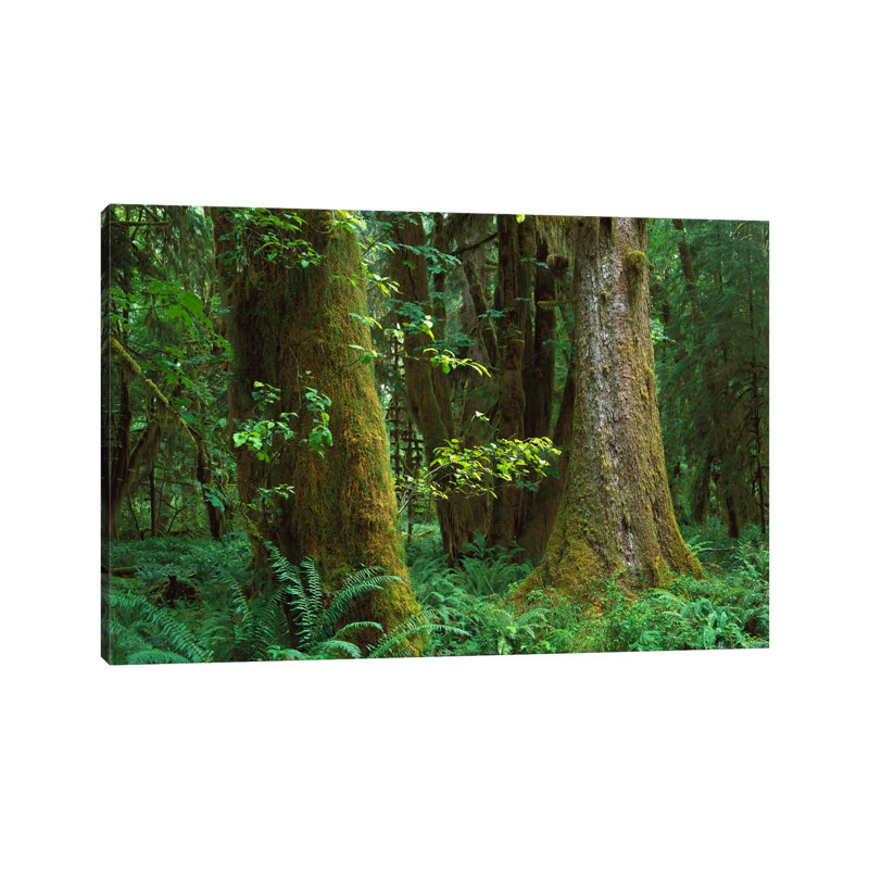 Moss-Covered Trees And Dense Undergrowth In The Hoh Temperate Rainforest, Olympic National Park by Tim Fitzharris - Gallery-Wrapped Canvas Giclée on Canvas