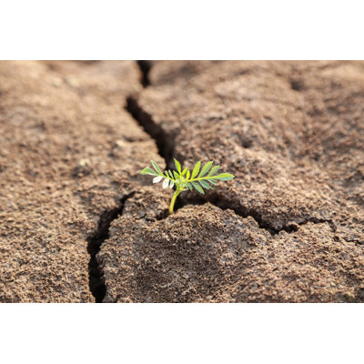 New Life Plant - Wrapped Canvas Print