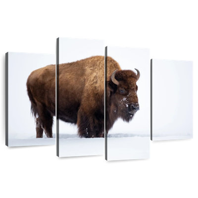 Travelling Yellowstone Bison