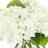 Faux Hydrangea Arrangement in Vase-525881860