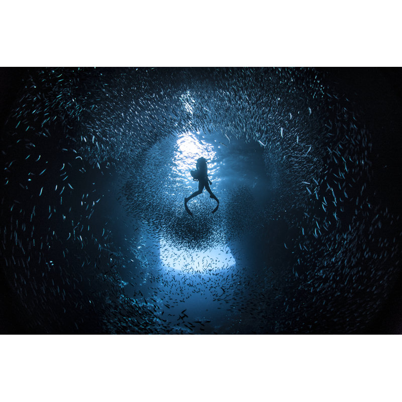 Natation libre par Philip Thurston, H 24 po x l 36 po