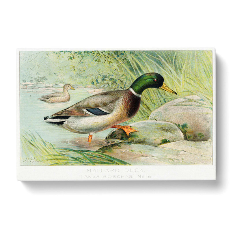 Mallard Duck by J.L. Ridgway - Wrapped Canvas Painting, 35cm H x 50cm W x 3cm D