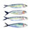 «Sardine Team I» par Annie Warren - peinture sur toile tendue