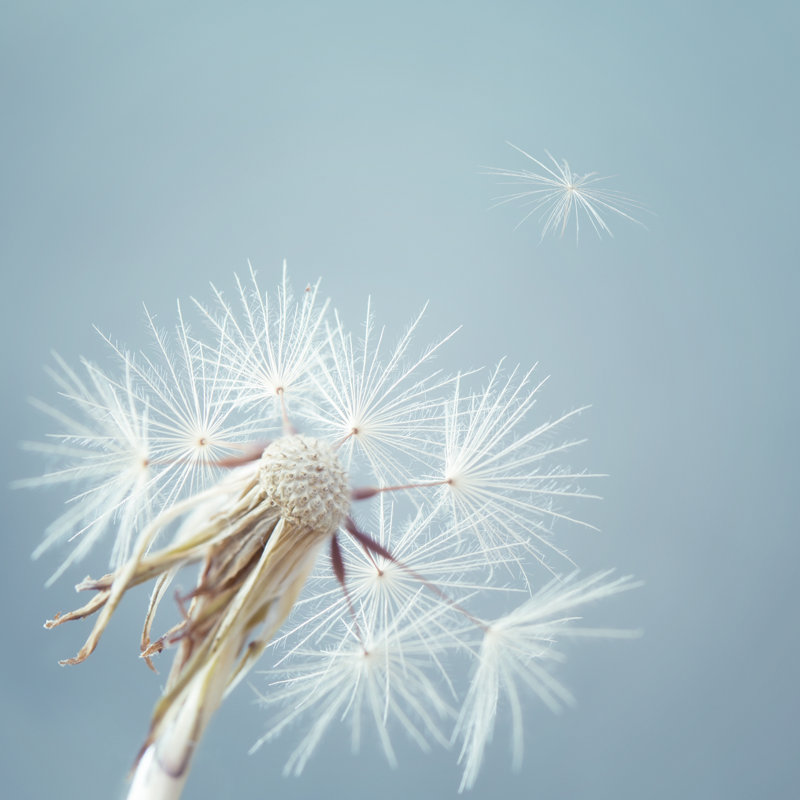 Dandelion by Carlamc, 36" H x 36" W