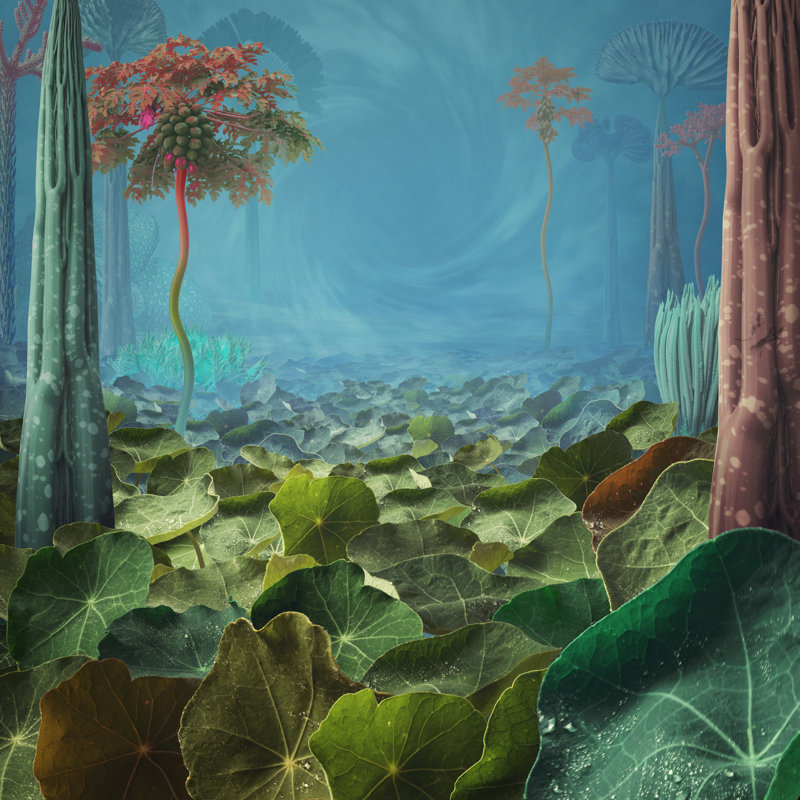 Fairy And Surreal Nature Back - Wrapped Canvas Print, 122cm H x 122cm W x 3.8cm D