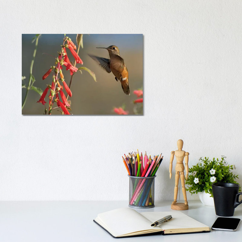 Broad-Tailed Hummingbird Feeding on Flower Nectar 1 Piece Wrapped Canvas Wall Art, 20.32 cm H x 30.48 cm W