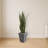 Sansevieria Artificial Plant in Slate Planter