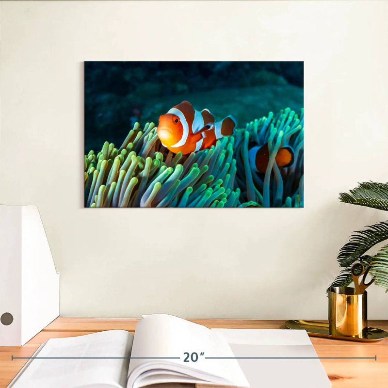 Brampt Frowning Clownfish