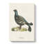 Black Grouse by Von Wright - Wrapped Canvas Painting-55313877