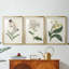 Antique Botanical Collection VII - reproduction sur mesure encadrée de qualité supérieure - 3 pièces-1991691645-1991691647