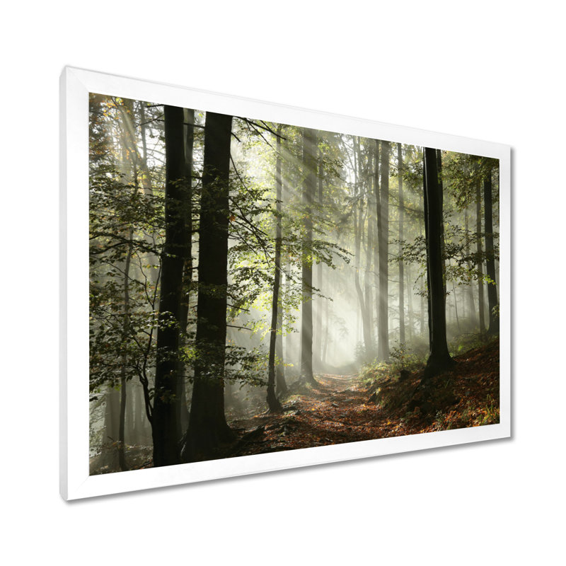 Lumière dans une forêt d'automne dense avec brouillard, œuvre d'art, H 16 po x l 32 po, Blanc, Impression encadrée