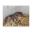 «Group of Bandicoots Snuggled Together», reproduction d'art mural-576459364